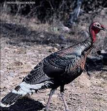 Gould wild turkey