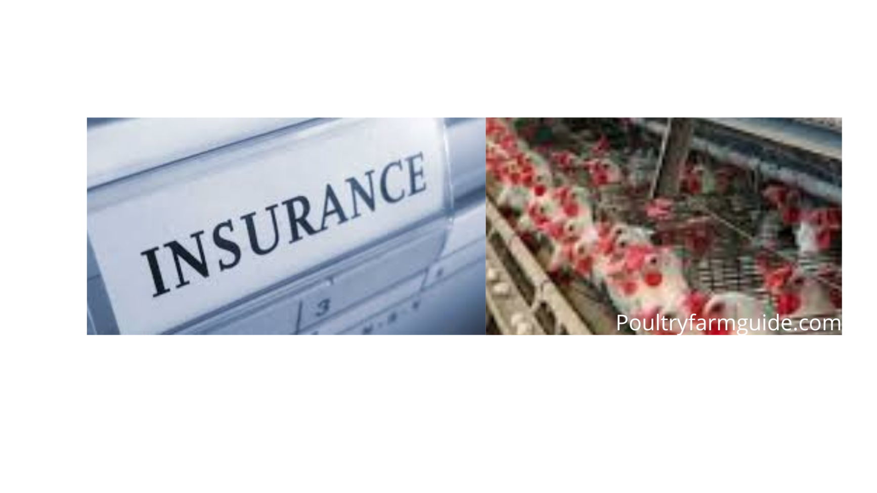 poultry farm insurance