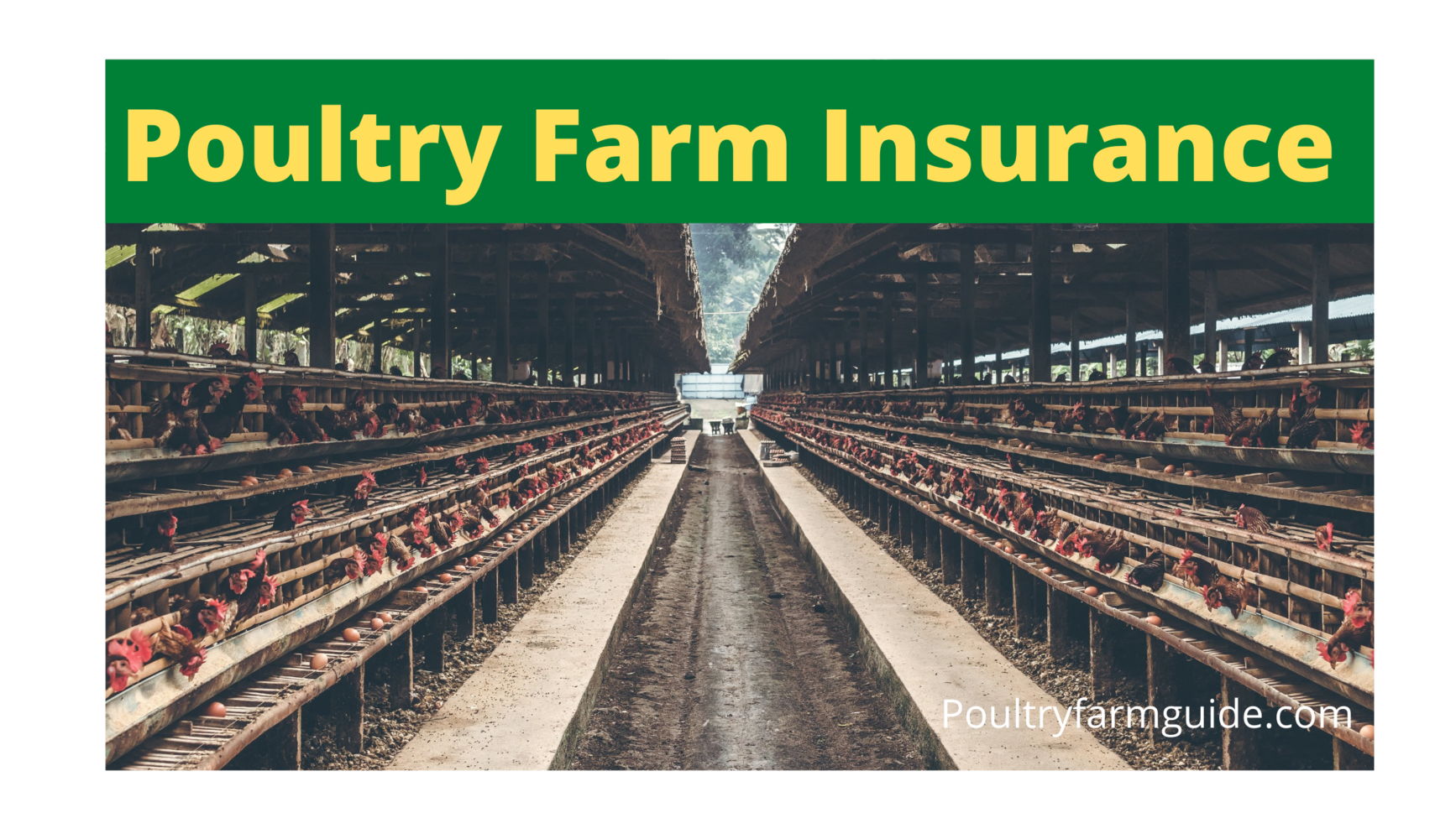 poultry farm insurance