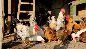 local chicken farming