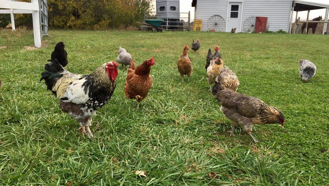 Local chickens on free range