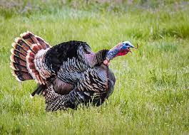 merrriam wild turkey