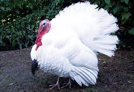 midget white turkey