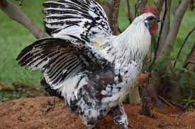 mosaic chicken breed