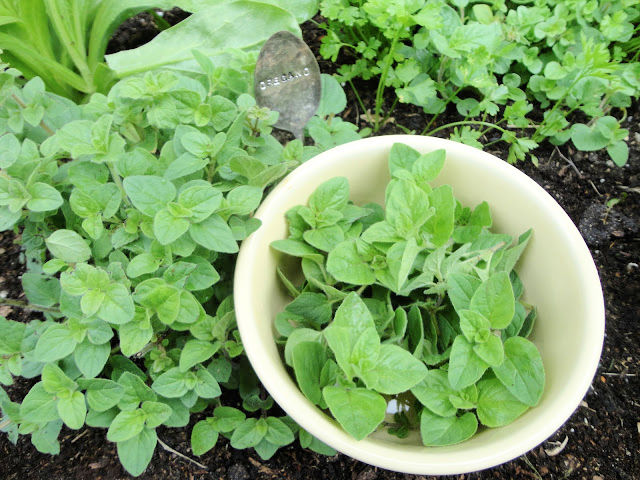 showing Oregano leaves for treating coccidiosis in chicken