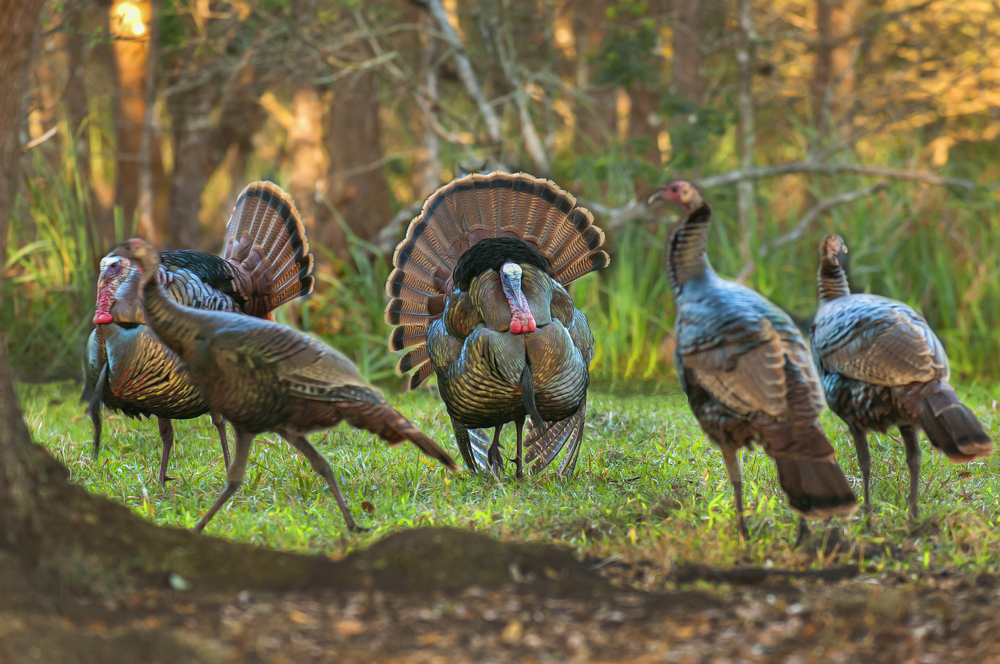 osceola wild turkey