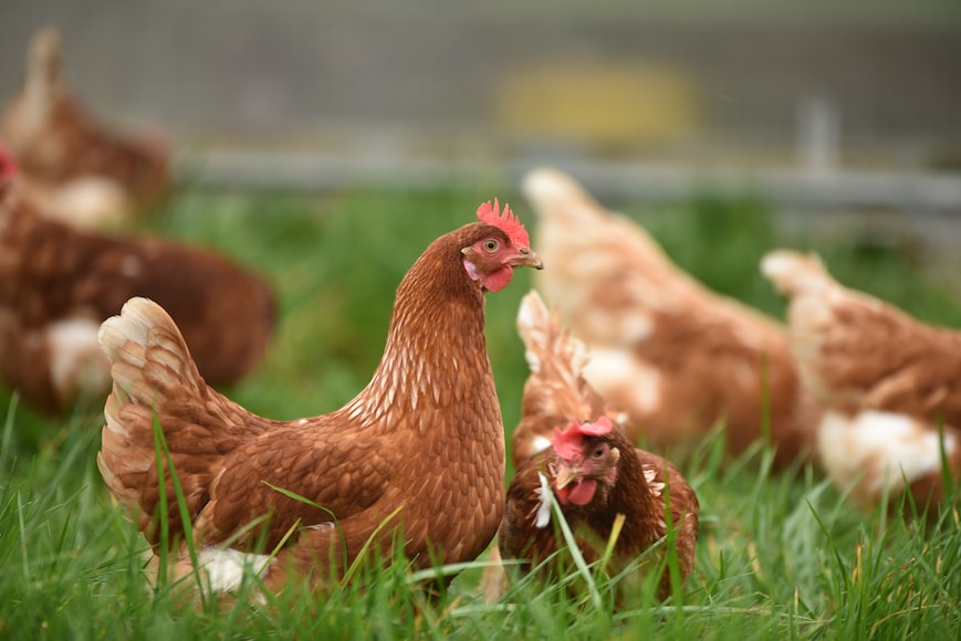 What Is A Young Male Chicken Called Poultry Farm Guide