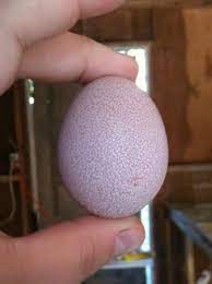 which chicken lays purple egg