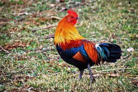 rainbow chicken breed