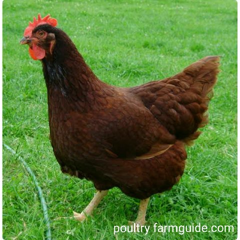 Rhode Island red Lays brown Chicken