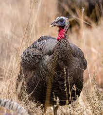 rio grande wild turkey