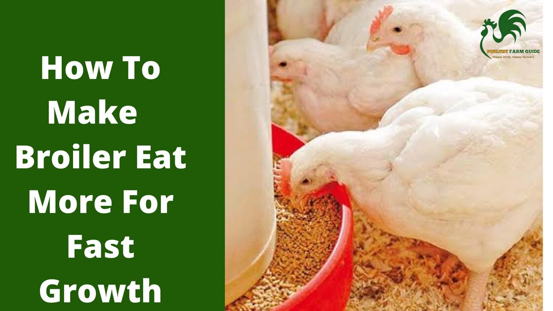 5 Ways To Feed Your Broilers For Fast Growth and weight | Poultry Farm