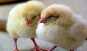 Common diseases in chick and treatment