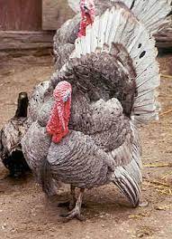 slate turkey