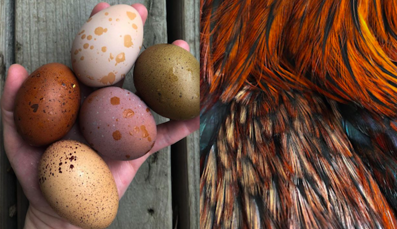 Speckled Chicken Eggs