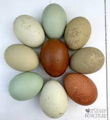 shades of speckled eggs