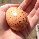  Maran's speckled egg