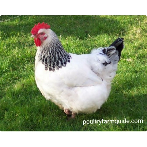 Sussex chicken lays brown eggs