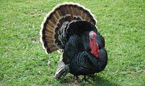 black turkey breed