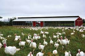 turkey farming